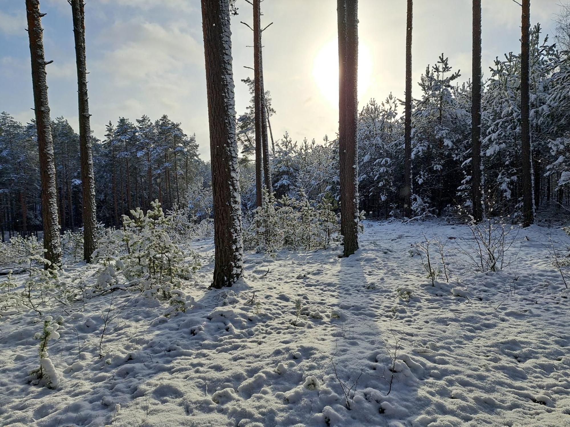 Chatka Kurki * Kurki