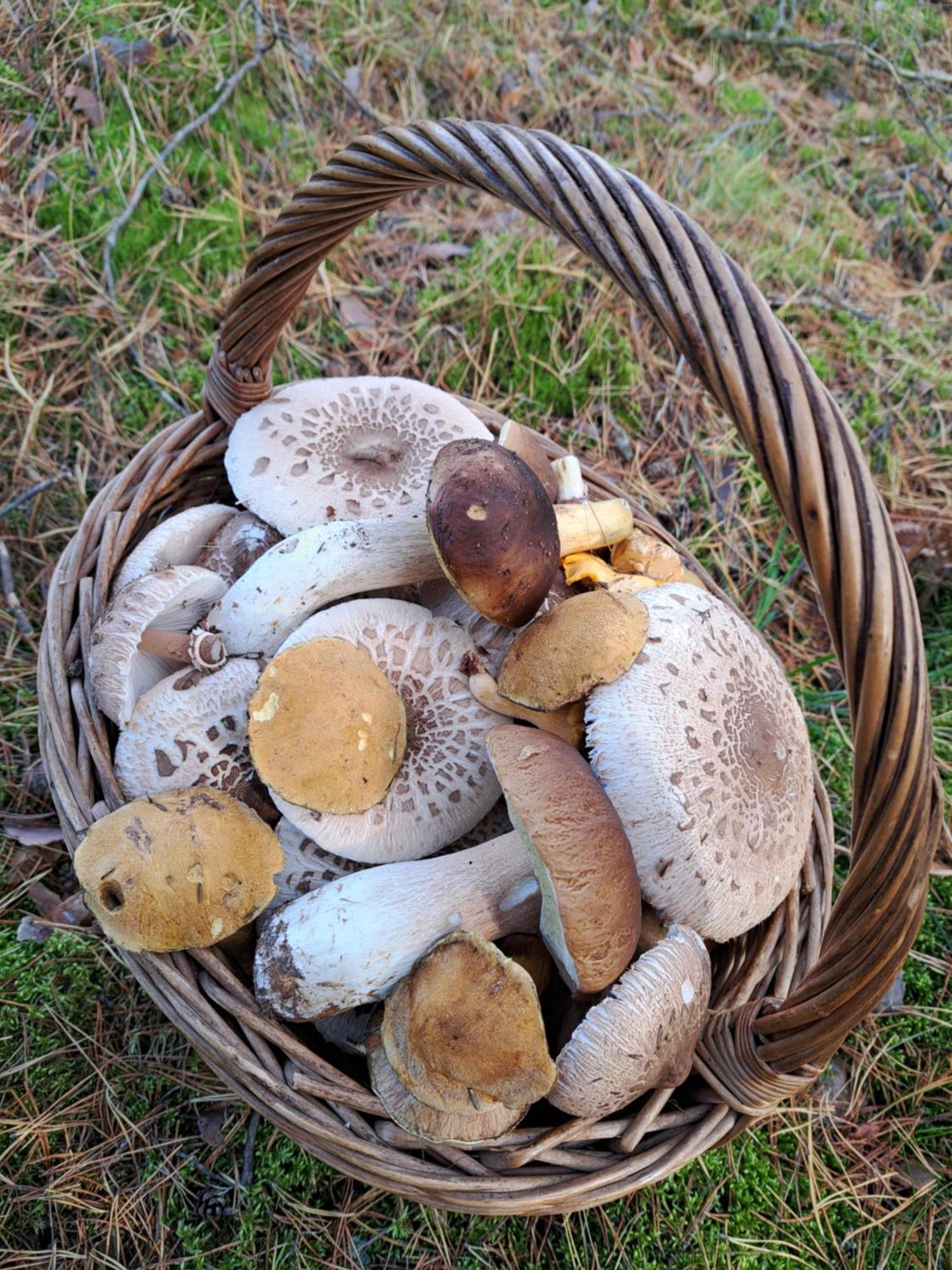 Farma Chatka Kurki