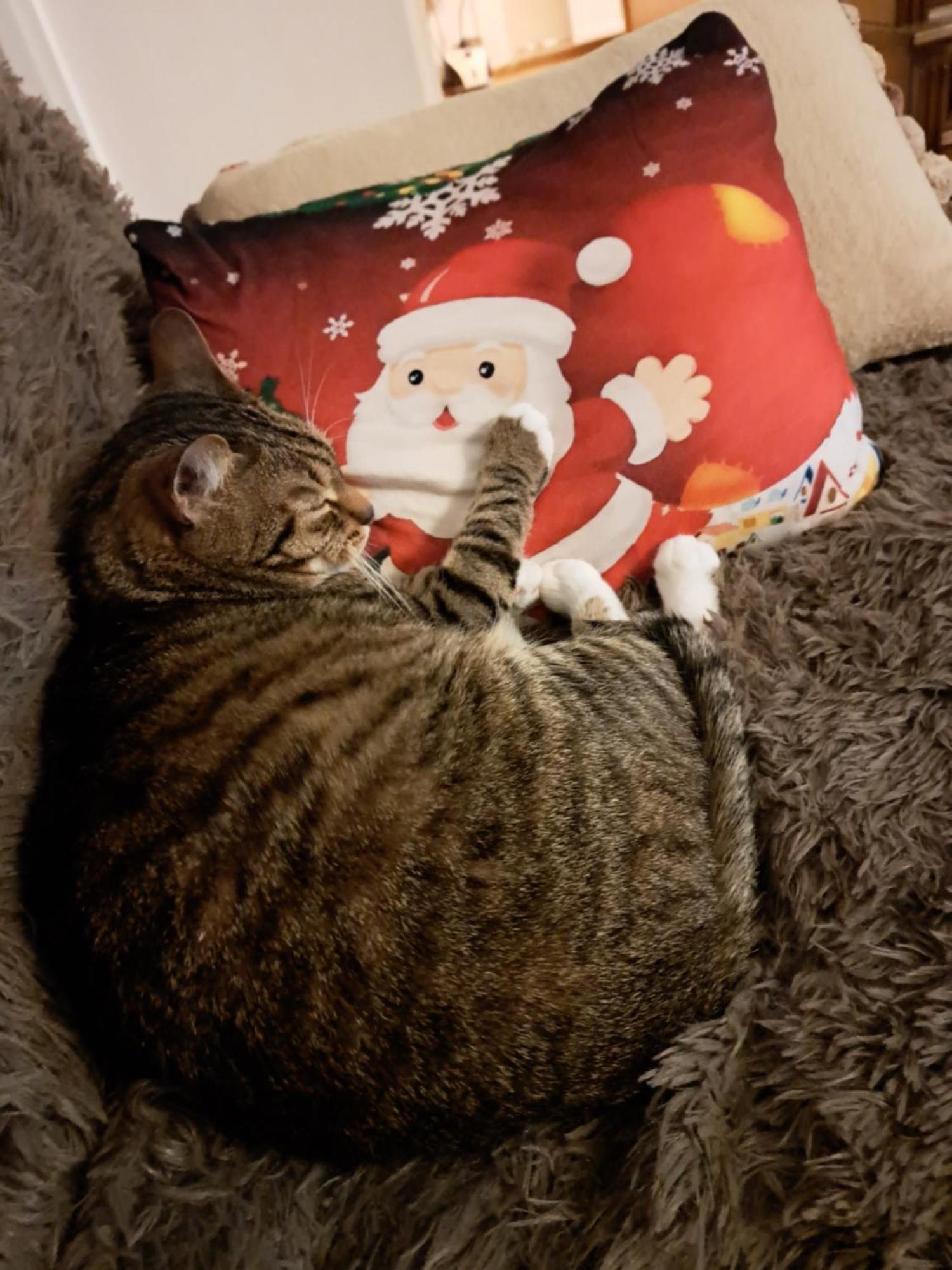 Chatka Kurki * Kurki
